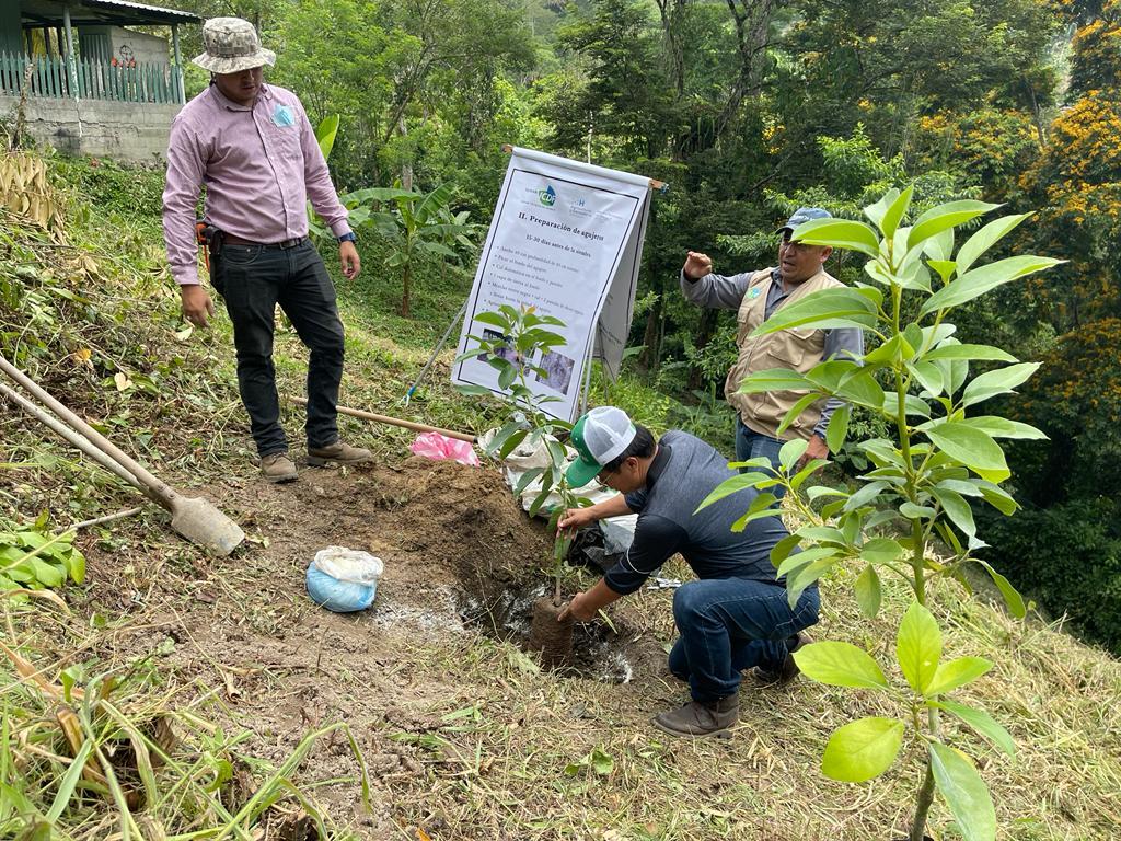 En Cortés: Productores diversificarán sus cultivos con aguacate antillano